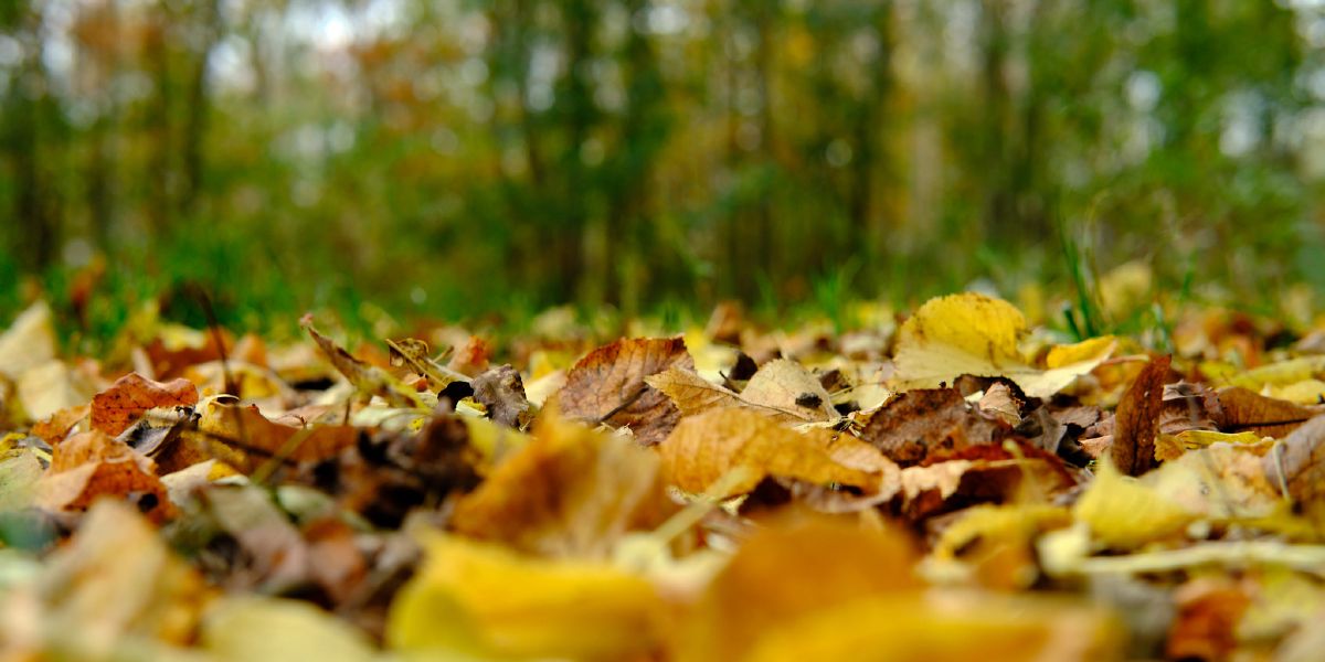 Couleurs Automnales